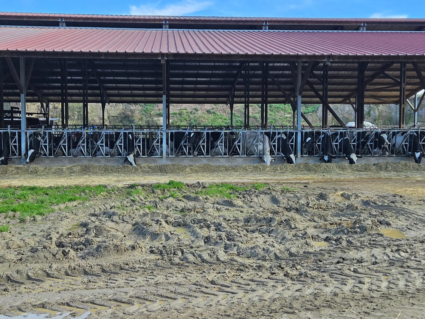 Cattle feeding at a structured feed barrier observed during a promoter benchmarking visit